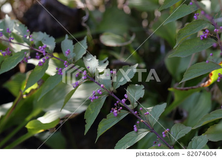 結出美麗紫色果實的花（Murasaki Shikibu） 82074004