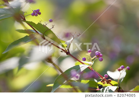 結出美麗紫色果實的花 (Murasakikibu) 結出美麗紫色果實的花 (Murasakikibu) 82074005
