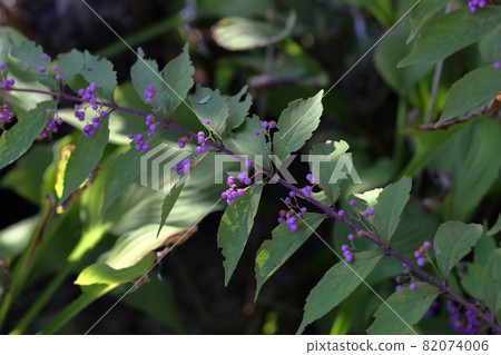 結出美麗紫色果實的花(Murasaki Shikibu) 結出美麗紫色果實的花(Murasaki Shikibu) 82074006