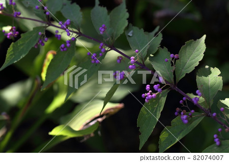 結出美麗紫色果實的花 (Murasakikibu) 結出美麗紫色果實的花 (Murasakikibu) 82074007