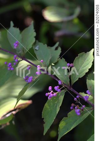 A flower with beautiful purple fruits (Murasaki Shikibu) A flower with beautiful purple fruits (Murasaki Shikibu) 82074008