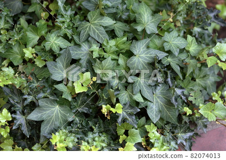 Garden ground cover Garden ground cover 82074013