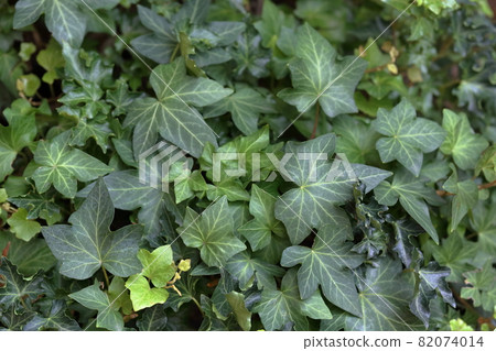 Flowerbed plant ground cover Flowerbed plant ground cover 82074014
