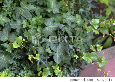 園藝植物 園藝植物 82074015