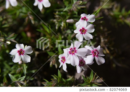 Moss phlox beginning to bloom Moss phlox beginning to bloom 82074069