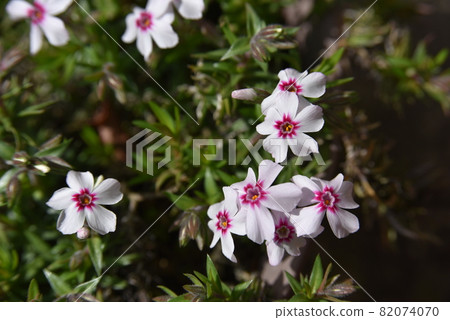 Moss phlox beginning to bloom Moss phlox beginning to bloom 82074070