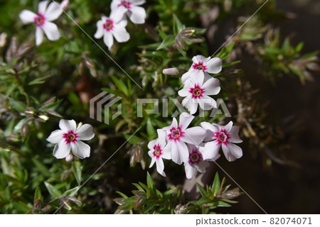 Moss phlox beginning to bloom Moss phlox beginning to bloom 82074071