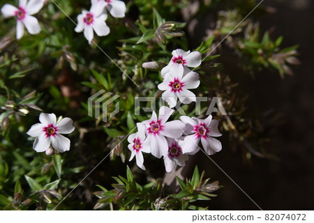 Moss phlox beginning to bloom Moss phlox beginning to bloom 82074072