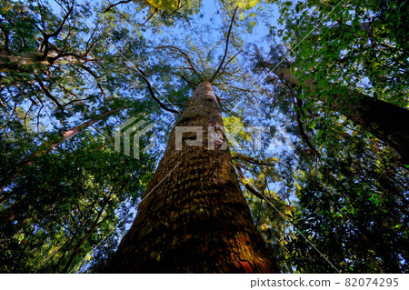 Kumano Kodo, Daimonzaka, thick-trunk cedar tree that the ancestors would have looked up at, Nachikatsuura Town, Wakayama Prefecture (2) 82074295