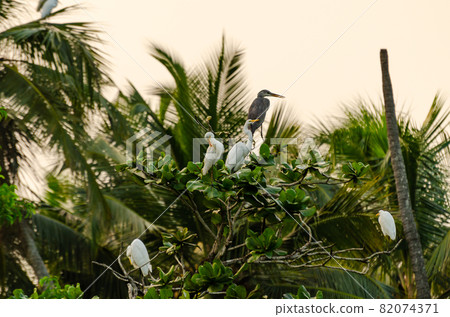 Migratory birds Migratory birds 82074371