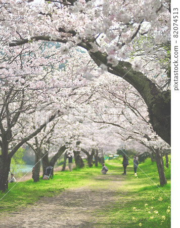 Under the cherry blossom trees Under the cherry blossom trees 82074513