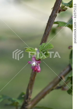 Flowering currant 82075113