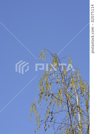 Common birch 82075114