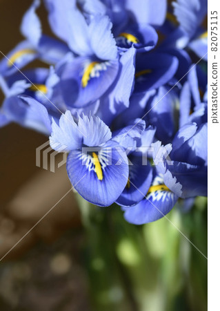 Iris Alida Iris Alida 82075115