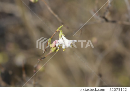 Winter flowering honeysuckle Winter flowering honeysuckle 82075122