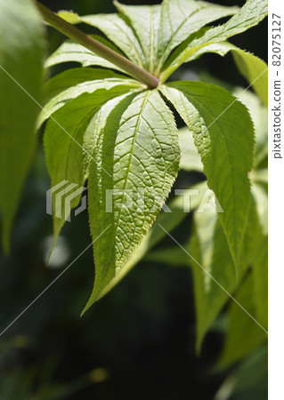 Endemic veronicastrum 82075127