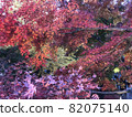 Autumn leaves Maple Corridor Yamanashi Prefecture Lake Kawaguchi ① 82075140