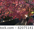 Autumn leaves Maple Corridor Yamanashi Prefecture Lake Kawaguchi ② 82075141