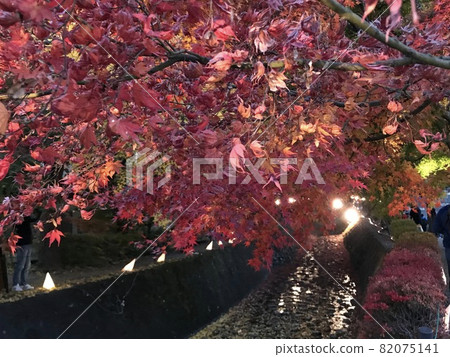 紅葉紅葉走廊山梨縣河口湖② 紅葉紅葉走廊山梨縣河口湖② 82075141