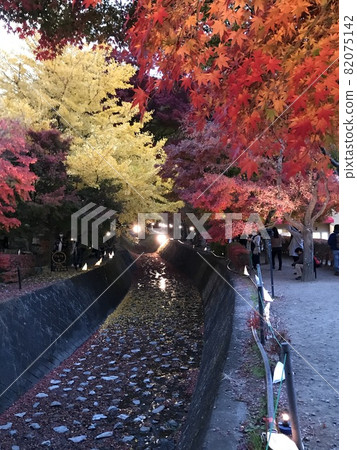 Autumn leaves Maple Corridor Yamanashi Prefecture Lake Kawaguchi ③ Autumn leaves Maple Corridor Yamanashi Prefecture Lake Kawaguchi ③ 82075142