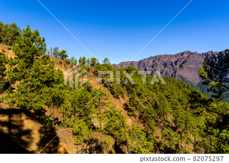 National Park of Caldera de Taburiente. Old Volcano Crater with Canarian Pine Trees Forest National Park of Caldera de Taburiente. Old Volcano Crater with Canarian Pine Trees Forest 82075297