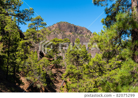 National Park of Caldera de Taburiente. Old Volcano Crater with Canarian Pine Trees Forest National Park of Caldera de Taburiente. Old Volcano Crater with Canarian Pine Trees Forest 82075299