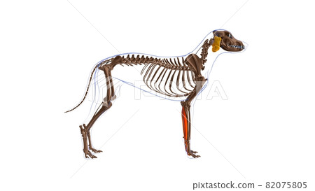 Flexor Digitorum Superficialis A muscle Dog muscle Anatomy For Medical Concept 3D 82075805