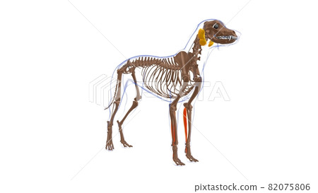 Flexor Digitorum Superficialis A muscle Dog muscle Anatomy For Medical Concept 3D Flexor Digitorum Superficialis A muscle Dog muscle Anatomy For Medical Concept 3D 82075806