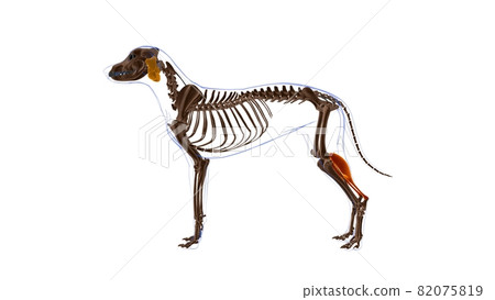 Gastrocnemius muscle Dog muscle Anatomy For... - Stock Illustration ...