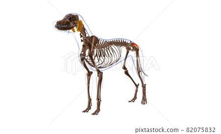 Gluteus Superficialis muscle Dog muscle Anatomy For Medical Concept 3D 82075832