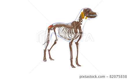Gluteus Superficialis muscle Dog muscle Anatomy For Medical Concept 3D 82075838