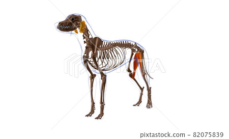 Gracilis muscle Dog muscle Anatomy For Medical Concept 3D 82075839