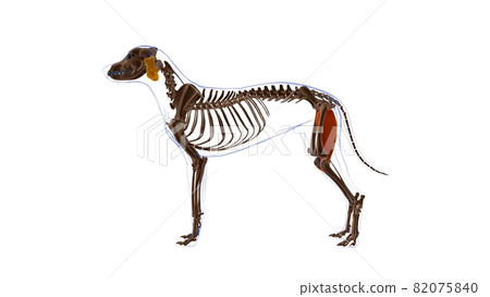 Gracilis muscle Dog muscle Anatomy For Medical Concept 3D 82075840