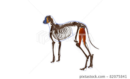 Gracilis muscle Dog muscle Anatomy For Medical Concept 3D 82075841