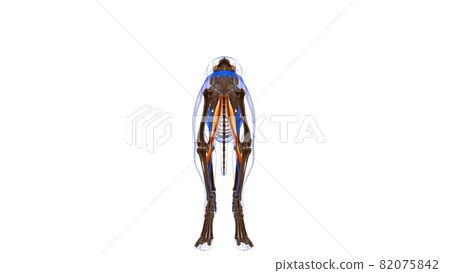 Gracilis muscle Dog muscle Anatomy For Medical Concept 3D 82075842