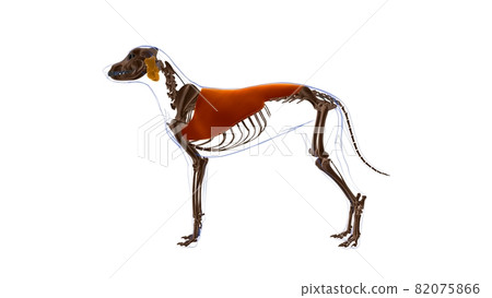 Latissimus Dorsi muscle Dog muscle Anatomy For Medical Concept 3D 82075866