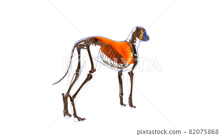 Latissimus Dorsi muscle Dog muscle Anatomy For Medical Concept 3D 82075868