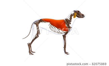 Latissimus Dorsi muscle Dog muscle Anatomy For Medical Concept 3D 82075869