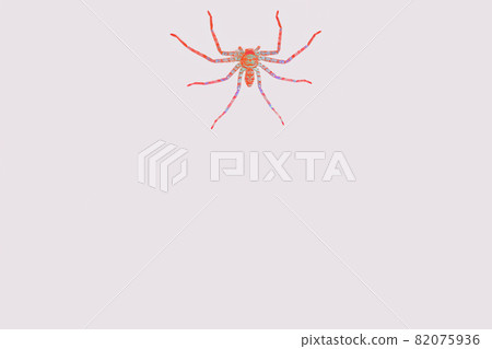 Spider red Spider red 82075936