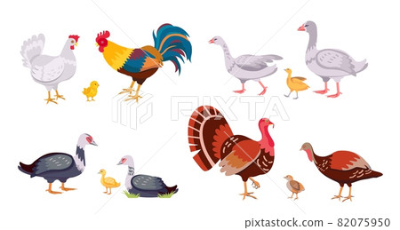 Farm poultry, domestic birds family, hen and rooster. Turkey with chick. Cartoon geese, ducks, duckling and chicken. Livestock vector set 82075950