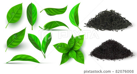 Realistic dry and fresh leaves for black and green tea. 3d herbal leaf and branch with dew water drops. Natural dried tea piles vector set 82076008
