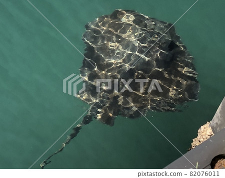 Ray swimming relaxedly 82076011