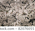 櫻花盛開 82076055