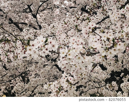櫻花盛開 櫻花盛開 82076055