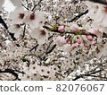 美麗的櫻花 82076067