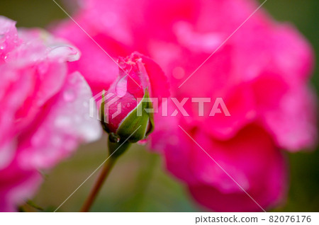 Rose after the rain Variety name "Urara" 82076176