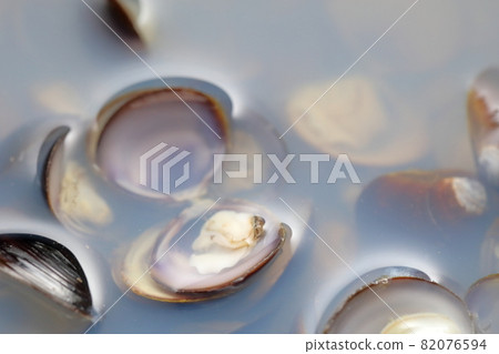 淡水蛤蜊汁 82076594