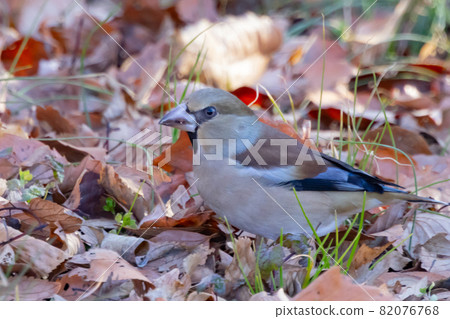 一種具有棕色、厚而短的喙的冬鳥。 82076768