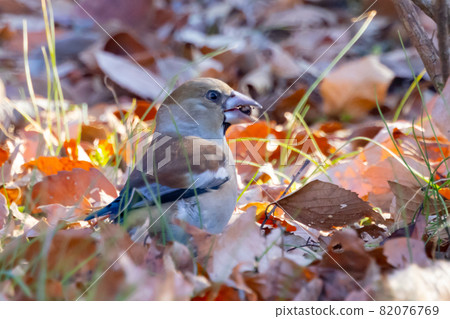 一種具有棕色、厚而短的喙的冬鳥。 82076769