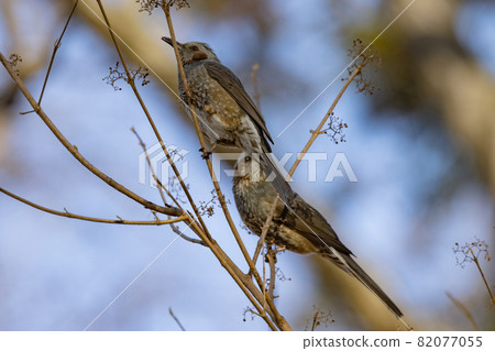 Bulbul, a rare bird that is familiar in Japan but overseas to be lively and conspicuous 82077055